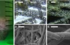 Investigación chilena propone nuevo enfoque  para evaluación ambiental en salmonicultura.